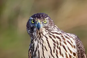 Gentilis: Goshawk Portrait