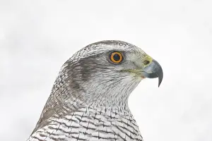Finland: Goshawk Portrait
