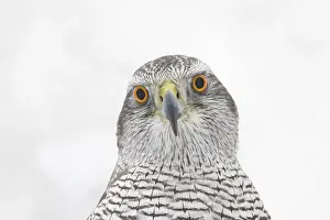 Finland: Goshawk Portrait