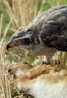 Gentilis: Goshawk - with prey