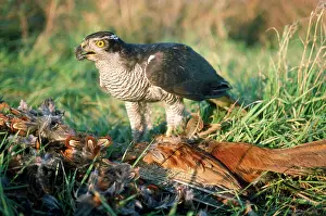 Goshawk - with prey