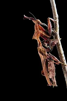 Paradoxa: Gosht Mantis (Phyllocrania paradoxa) Captive