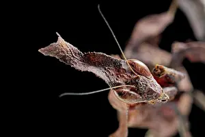 Paradoxa: Gosht Mantis (Phyllocrania paradoxa) Captive