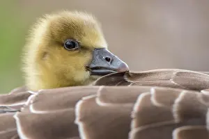 Hanover: Gosling of a Greylag goose ( anser anser) in back
