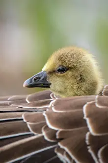 251020: Gosling of a Greylag goose ( anser anser) in back