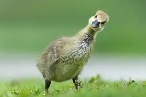 Hanover: Gosling of a Greylag goose ( anser anser) Chick