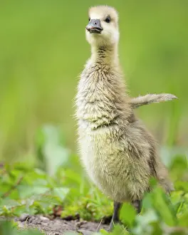 Hanover: Gosling of a Greylag goose ( anser anser) Chick