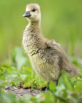Hanover: Gosling of a Greylag goose ( anser anser) Chick
