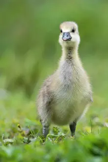 Hanover: Gosling of a Greylag goose ( anser anser) Chick