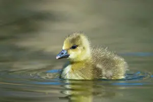 251020: Gosling of a Greylag goose ( anser anser) Chick