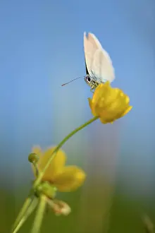 Buttercup: Gossamer winged butterfly (Lycaenidae) on buttercup