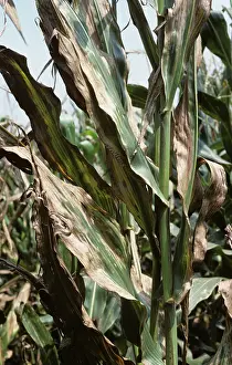 Bacterium: Goss's wilt