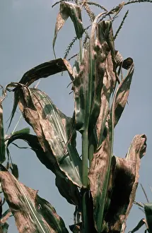 Bacterium: Goss's wilt on Corn