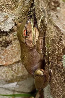Andasibe: Goudot's Bright-eyed Frog (Boophis goudotii) on