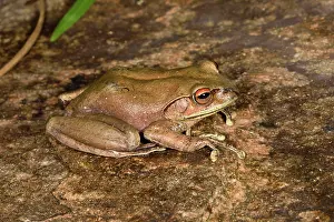Andasibe: Goudot's Bright-eyed Frog (Boophis goudotii), Andasibe