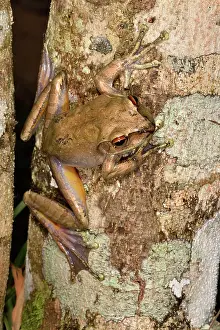 Andasibe: Goudot's Bright-eyed Frog (Boophis goudotii) on