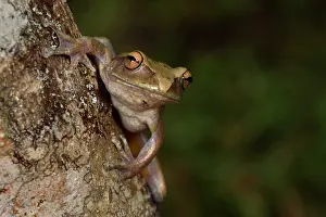 Andasibe: Goudot's Bright-eyed Frog (Boophis goudotii) on