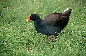Moorhens: Gough Moorhen - feeding