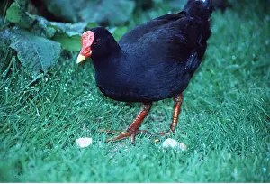 Moorhen: GOUGH MOORHEN - on grass, close-up