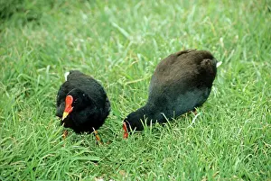 Moorhens: Gough Moorhens - feeding
