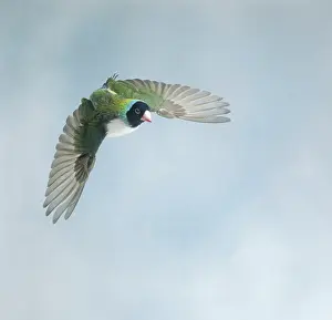 Gouldiae: Gouldian finch