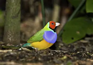 Gouldiae: Gouldian Finch
