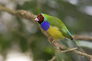 Gouldiae: Gouldian Finch