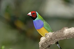 Gouldiae: Gouldian Finch