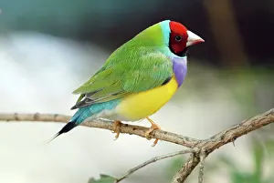 Gouldiae: Gouldian Finch