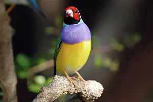 Gouldiae: Gouldian Finch