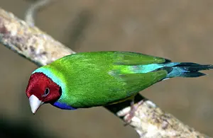 Gouldiae: Gouldian Finch