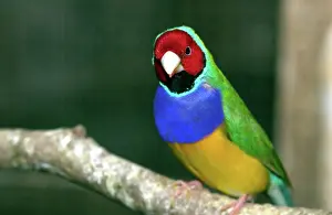 Gouldiae: Gouldian Finch