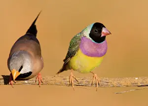 Gouldiae: Gouldian Finch black-headed morph and Long-tailed