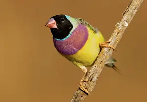 Gouldiae: Gouldian Finch black-headed morph perched