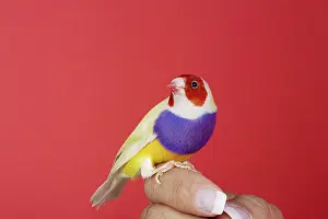 Gouldiae: Gouldian finch (Erythrura gouldiae)