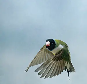 Gouldiae: Gouldian Finch - in flight turning head on wings down