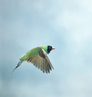 Gouldiae: Gouldian finch - in flight side view wings down
