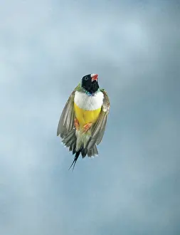 Gouldiae: Gouldian finch - in flight front view wings closed