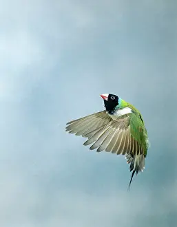 Gouldiae: Gouldian Finch - In flight side view wings forward