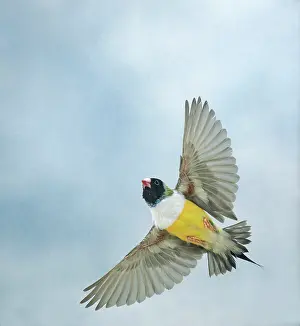 Gouldiae: Gouldian Finch - in flight from below wings outstretched
