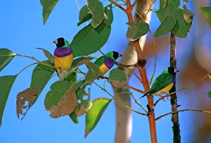 Gouldiae: Gouldian Finch -Group in tree