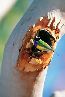Gouldiae: Gouldian FINCH - At nest entrance in Salmon Gum