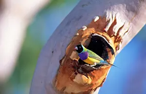 Gouldiae: Gouldian Finch - at nest entrance in Salmon Gum tree