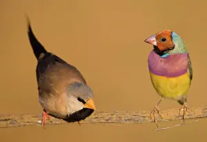 Gouldiae: Gouldian Finch red-headed morph and Long-tailed