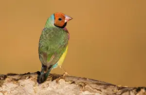Gouldiae: Gouldian Finch red-headed morph perched