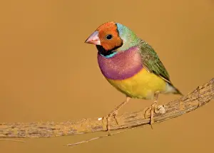 Gouldiae: Gouldian Finch red-headed morph perched