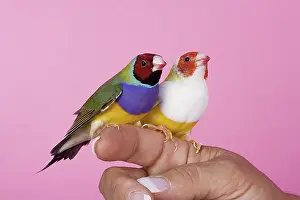 Gouldiae: Gouldian Finches