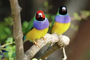 Gouldiae: Gouldian Finches