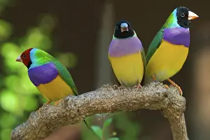 Gouldiae: Gouldian Finches