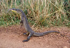 Goanna: GouldIs GOANNA / GouldIs Sand Monitor Lizard /